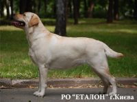 ЛАБРАДОР