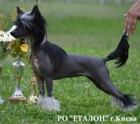 КИТАЙСЬКИЙ ХОХЛАТИЙ СОБАКА