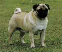 1394034495_pug